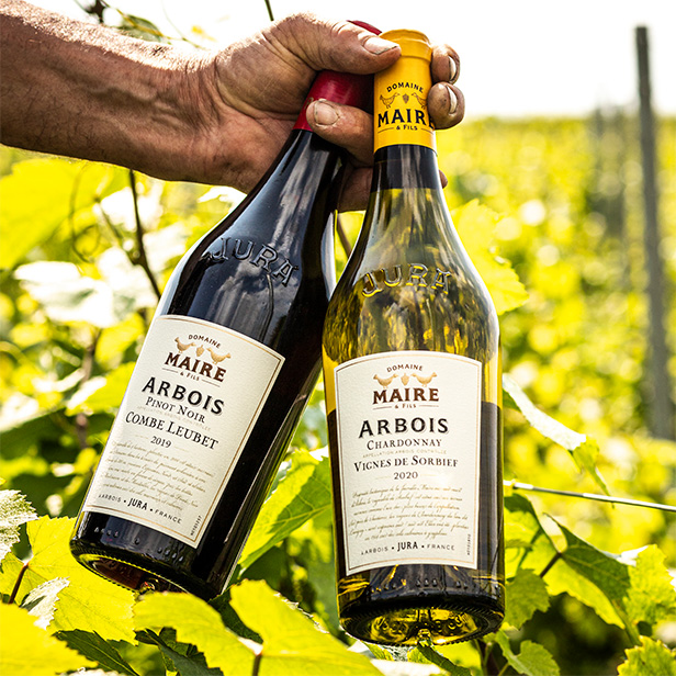 Initiation aux Vins du Jura Bouteilles d’Arbois rouge et blanc tenues au milieu des vignes.