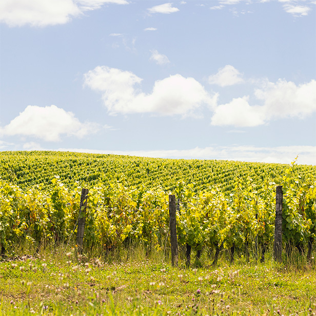 Trajet des Terroirs Photo de vignes du Jura